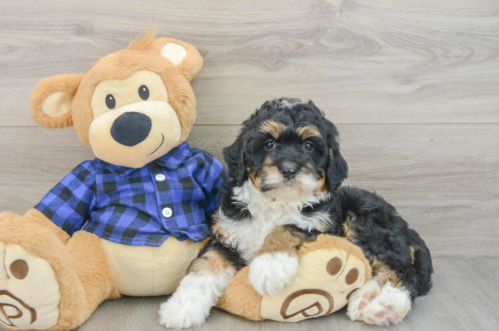6 week old Mini Bernedoodle Puppy For Sale - Puppy Love PR