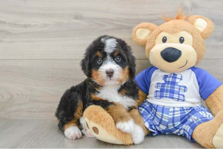 Mini Bernedoodle Pup Being Cute
