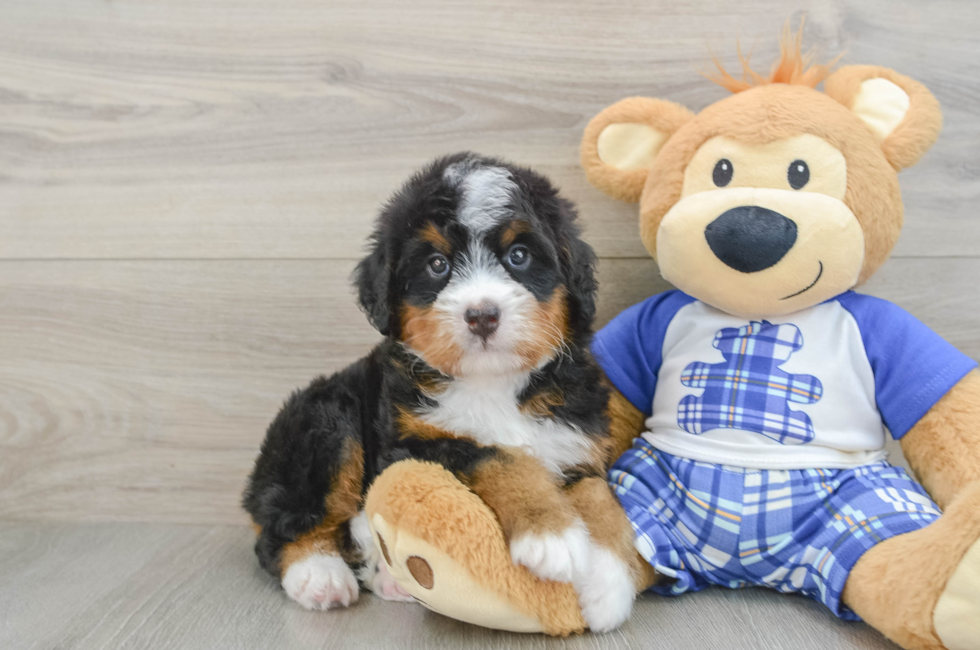 5 week old Mini Bernedoodle Puppy For Sale - Puppy Love PR