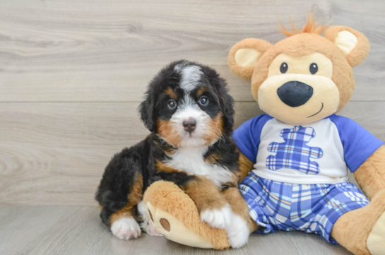 Mini Bernedoodle Pup Being Cute