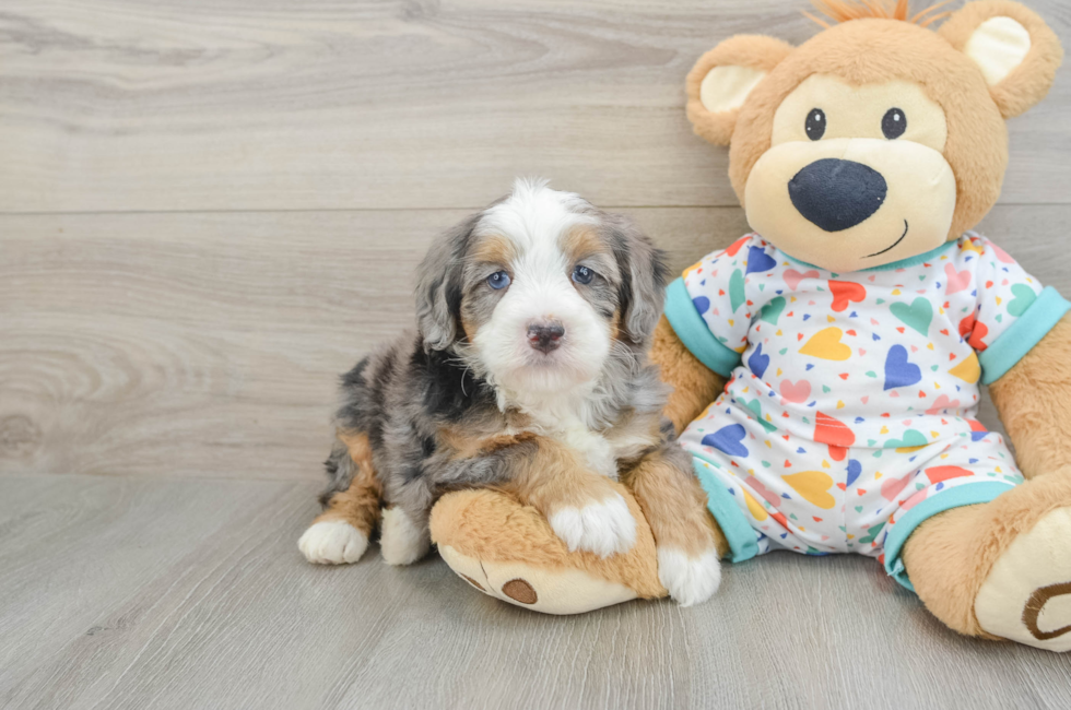 5 week old Mini Bernedoodle Puppy For Sale - Puppy Love PR