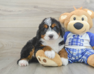 5 week old Mini Bernedoodle Puppy For Sale - Puppy Love PR