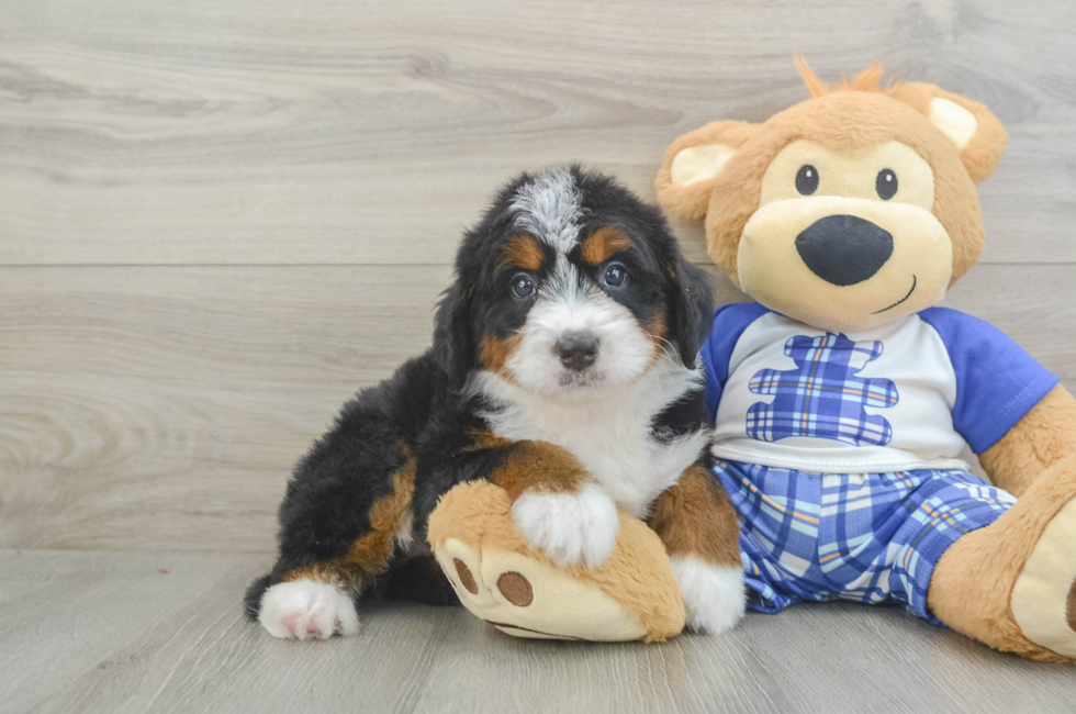 5 week old Mini Bernedoodle Puppy For Sale - Puppy Love PR