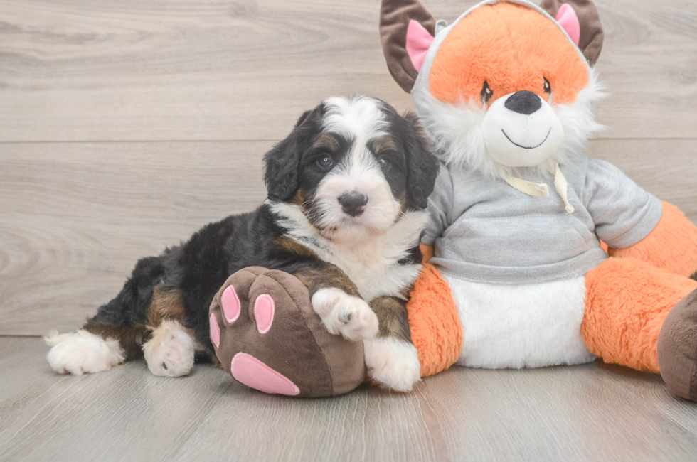 6 week old Mini Bernedoodle Puppy For Sale - Puppy Love PR