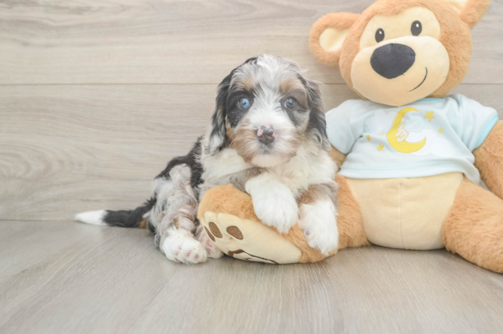 5 week old Mini Bernedoodle Puppy For Sale - Puppy Love PR