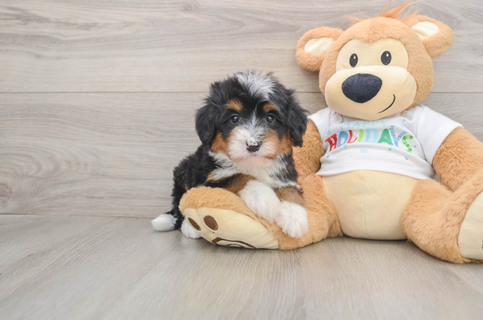 5 week old Mini Bernedoodle Puppy For Sale - Puppy Love PR