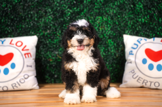 Cute Mini Berniedoodle Poodle Mix Puppy