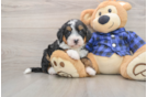 Funny Mini Bernedoodle Poodle Mix Pup