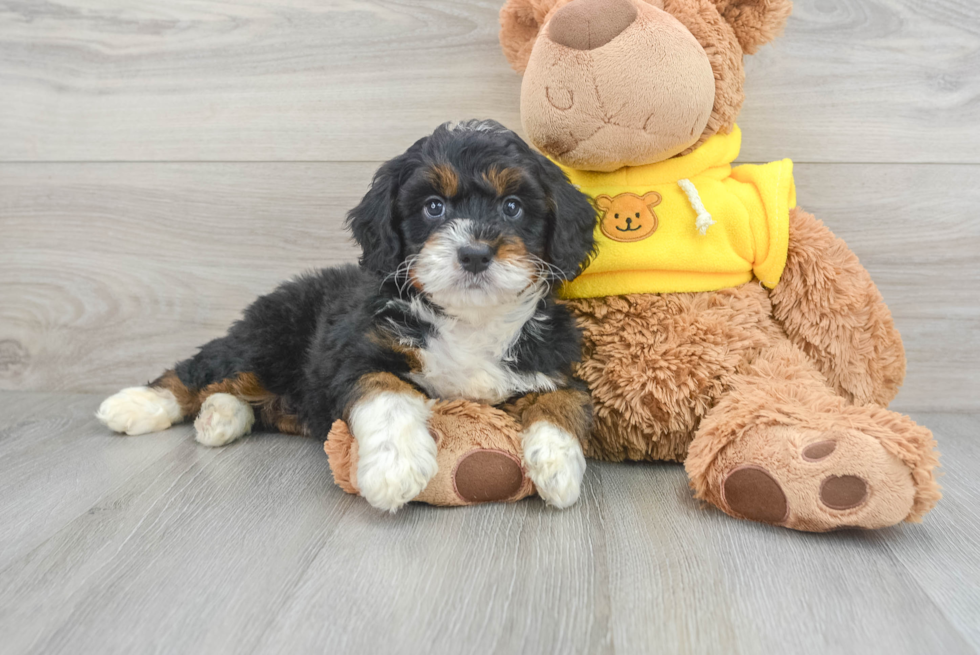 Fluffy Mini Bernedoodle Poodle Mix Pup