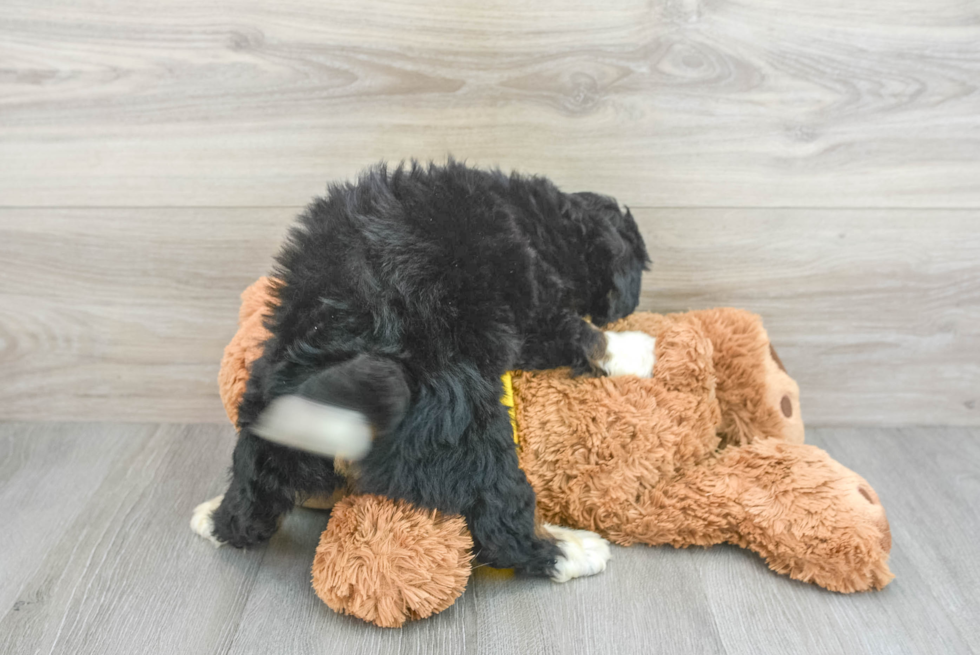 Mini Bernedoodle Puppy for Adoption