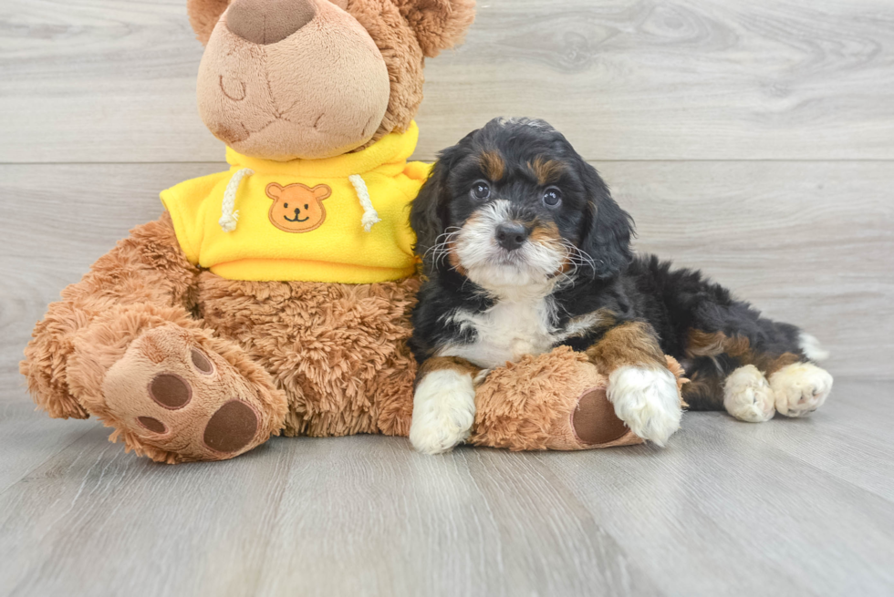 Cute Mini Bernedoodle Baby