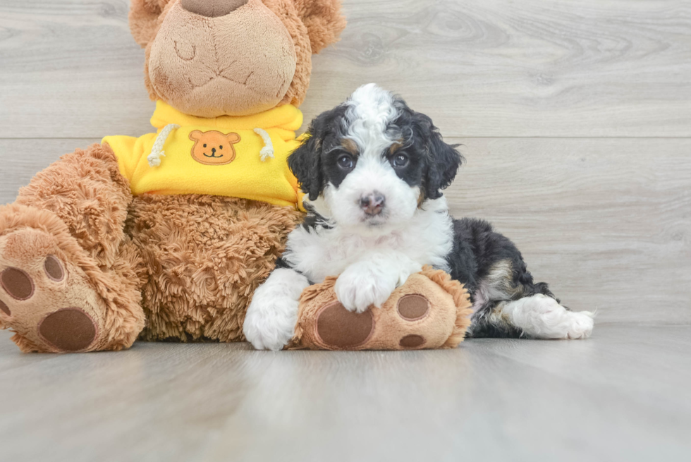 Energetic Bernadoodle Poodle Mix Puppy