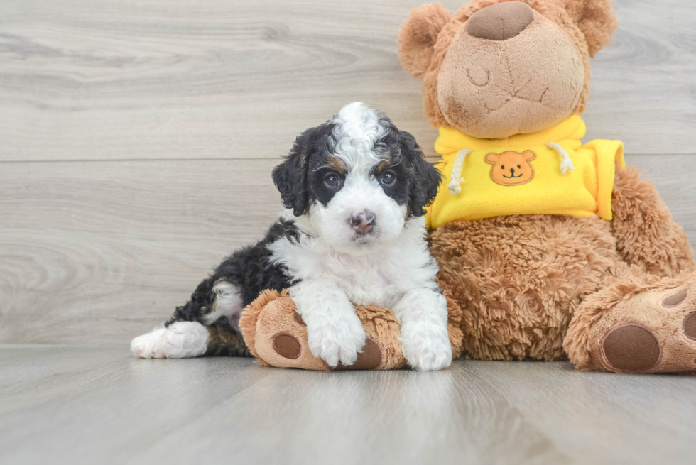 Playful Bernadoodle Poodle Mix Puppy