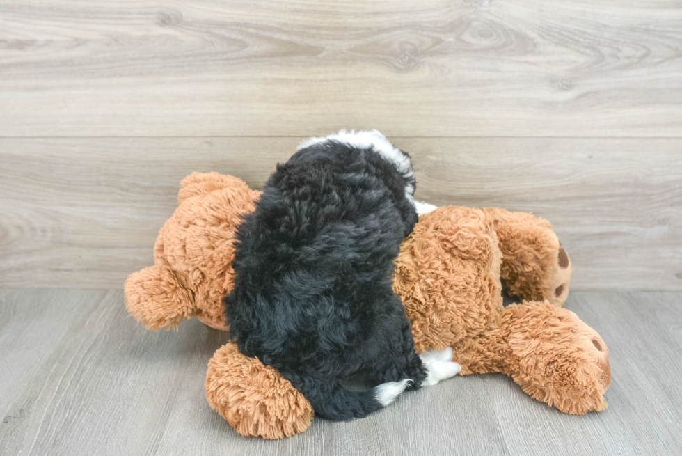 Mini Bernedoodle Pup Being Cute