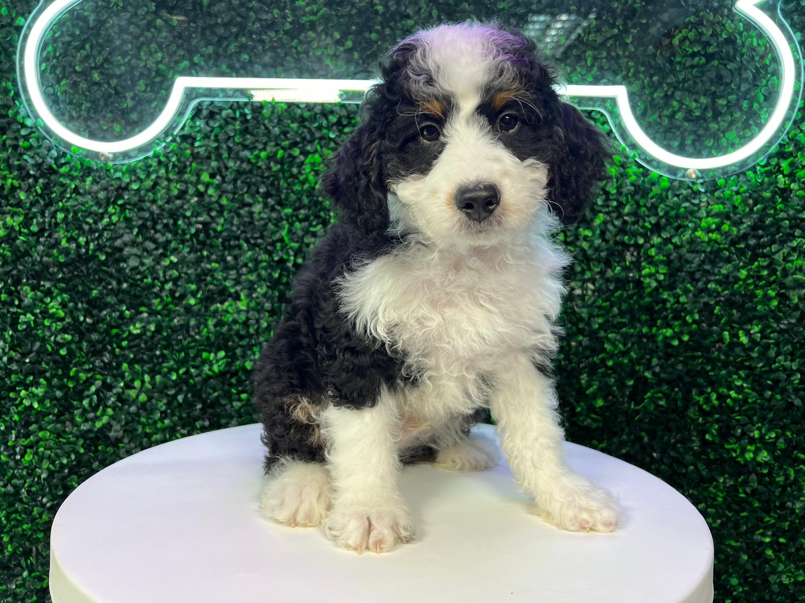 Mini Bernedoodle Puppy for Adoption