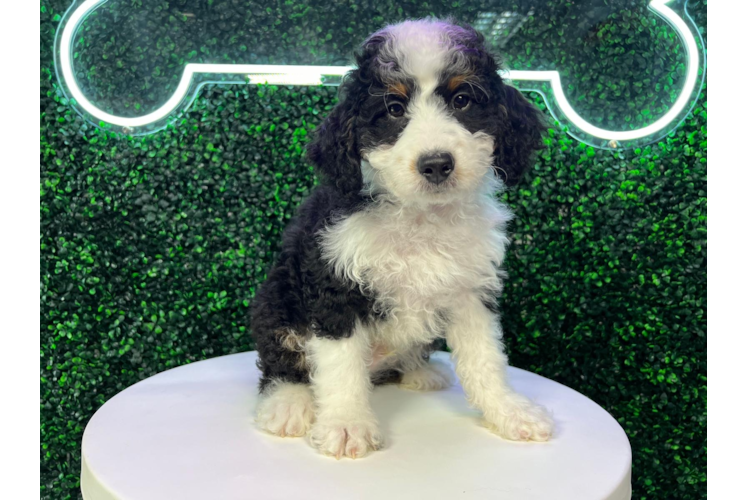 Mini Bernedoodle Puppy for Adoption