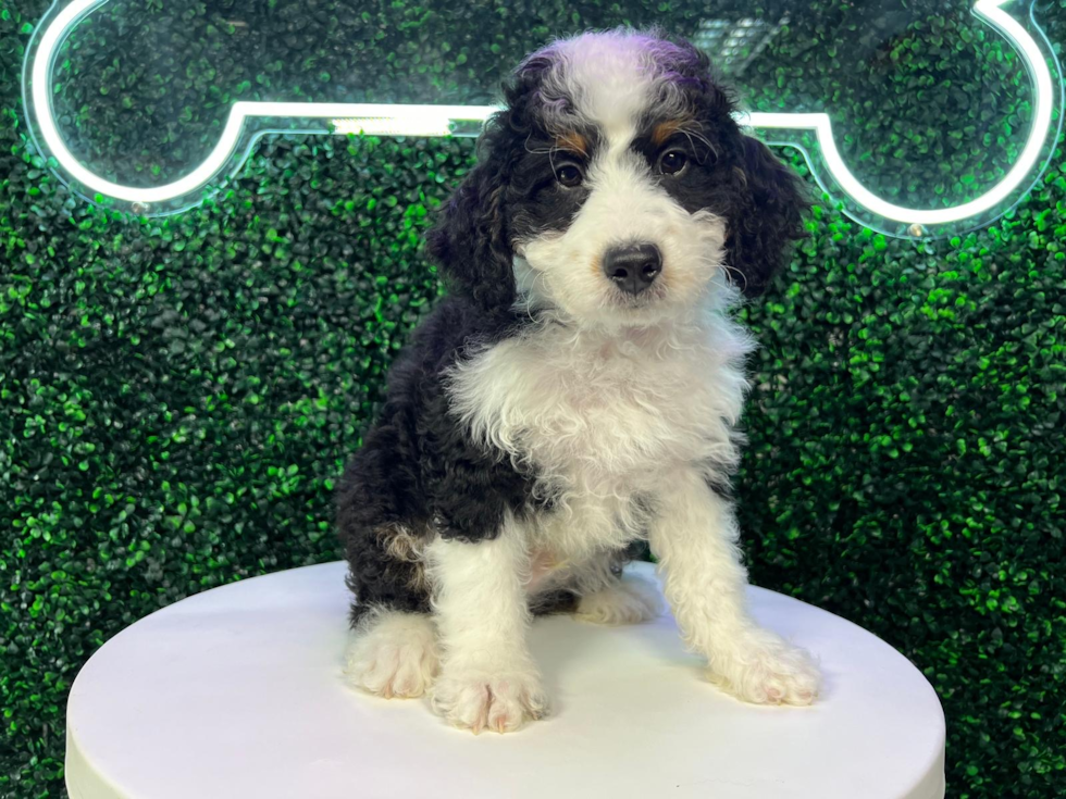 Mini Bernedoodle Puppy for Adoption
