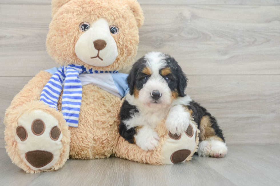 Popular Mini Bernedoodle Poodle Mix Pup