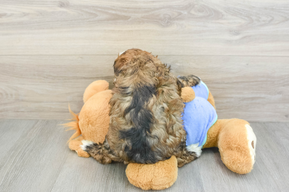 Adorable Mini Bernesedoodle Poodle Mix Puppy