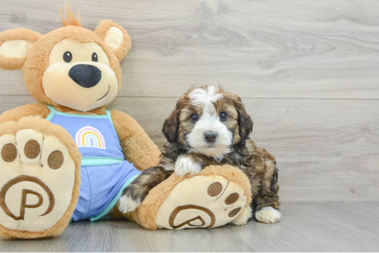 Meet Euchre - our Mini Bernedoodle Puppy Photo 1/3 - Puppy Love PR Friendly Mini Bernedoodle Baby