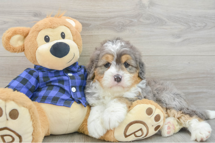 Best Mini Bernedoodle Baby