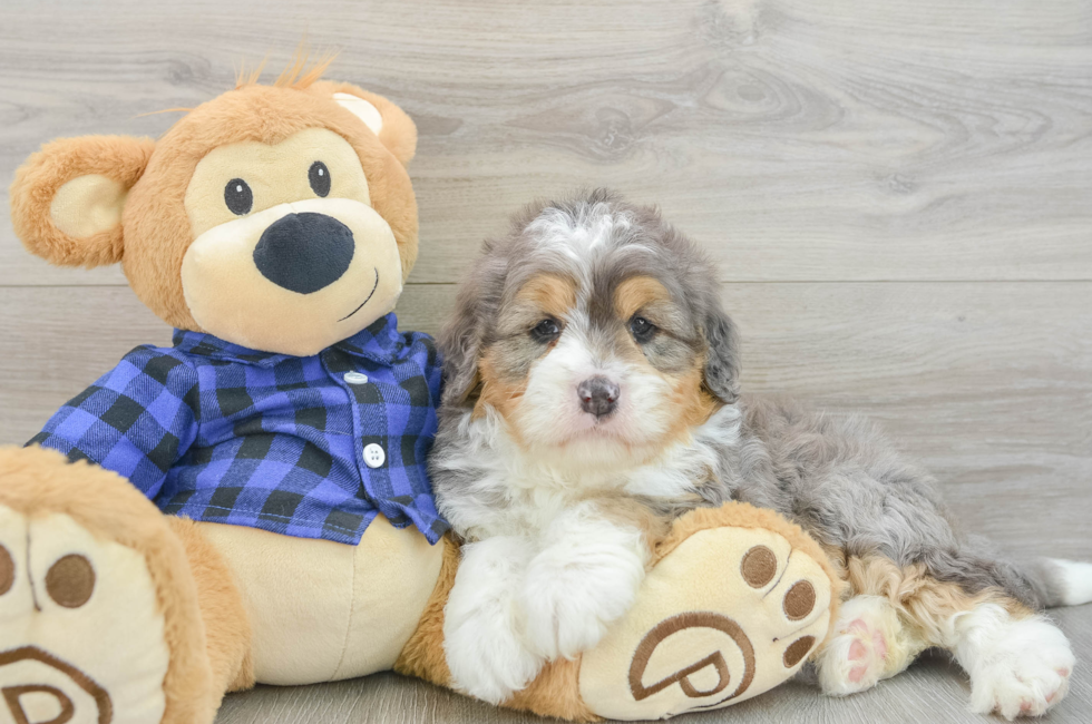 6 week old Mini Bernedoodle Puppy For Sale - Puppy Love PR