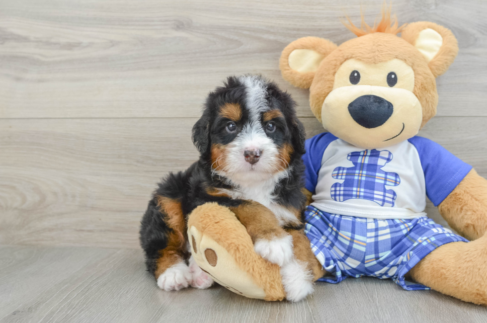 5 week old Mini Bernedoodle Puppy For Sale - Puppy Love PR
