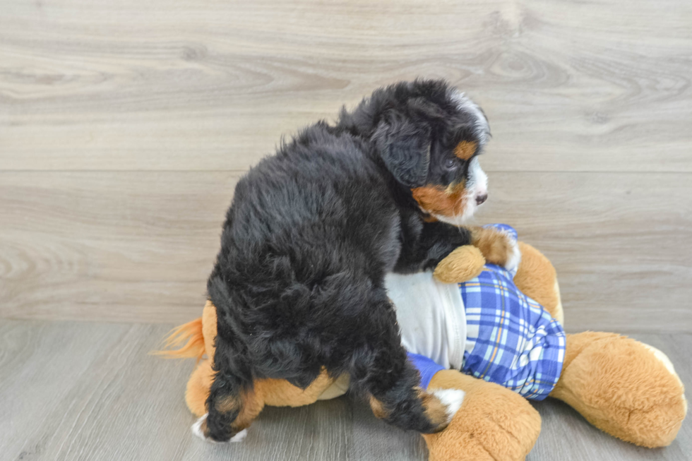 Mini Bernedoodle Puppy for Adoption