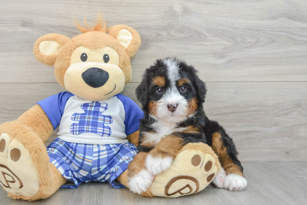 Mini Bernedoodle Puppy for Adoption