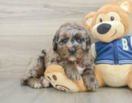 5 week old Mini Bernedoodle Puppy For Sale - Puppy Love PR