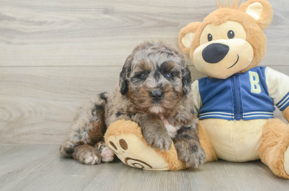 5 week old Mini Bernedoodle Puppy For Sale - Puppy Love PR