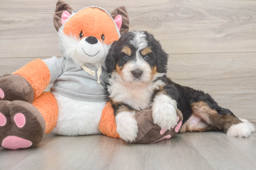 5 week old Mini Bernedoodle Puppy For Sale - Puppy Love PR
