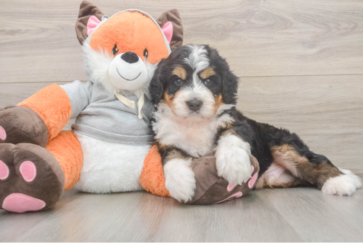 Meet Euchre - our Mini Bernedoodle Puppy Photo 1/3 - Puppy Love PR Mini Bernedoodle Puppy for Adoption