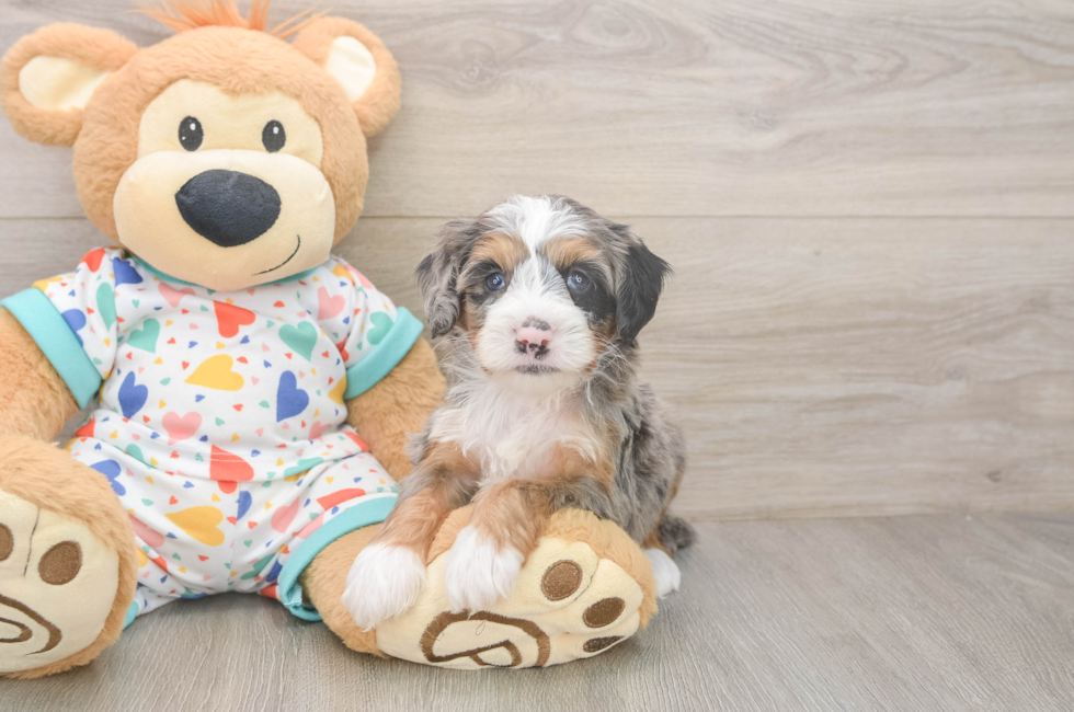 6 week old Mini Bernedoodle Puppy For Sale - Puppy Love PR