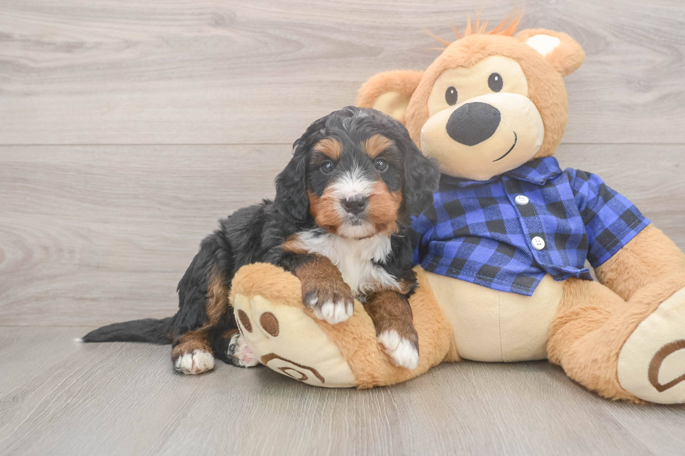 Mini Bernedoodle Puppy for Adoption