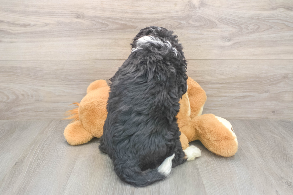 Mini Bernedoodle Puppy for Adoption