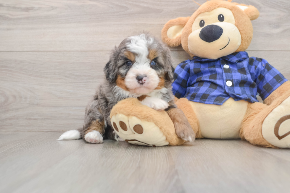 Mini Bernedoodle Puppy for Adoption