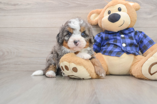 Mini Bernedoodle Puppy for Adoption