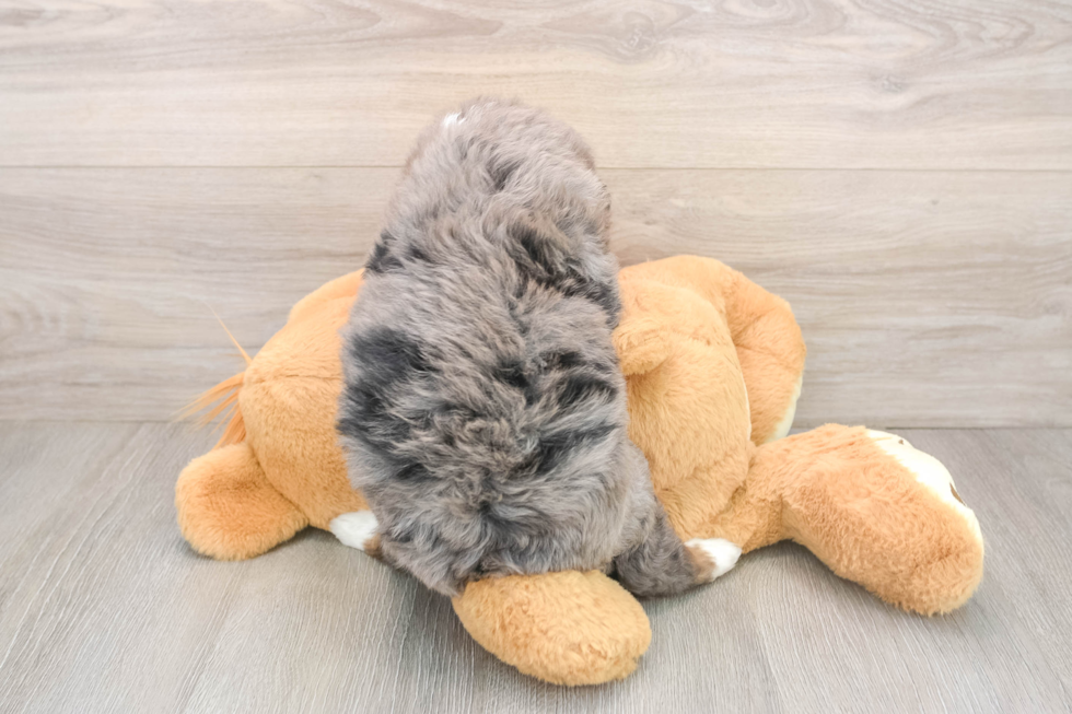 Mini Bernedoodle Pup Being Cute