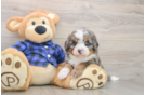 Mini Bernedoodle Puppy for Adoption