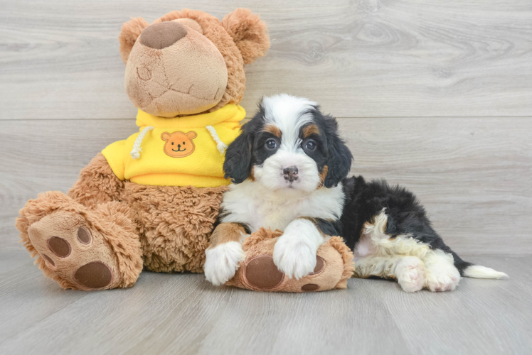 Meet Eureka - our Mini Bernedoodle Puppy Photo 1/3 - Puppy Love PR Small Mini Bernedoodle Baby