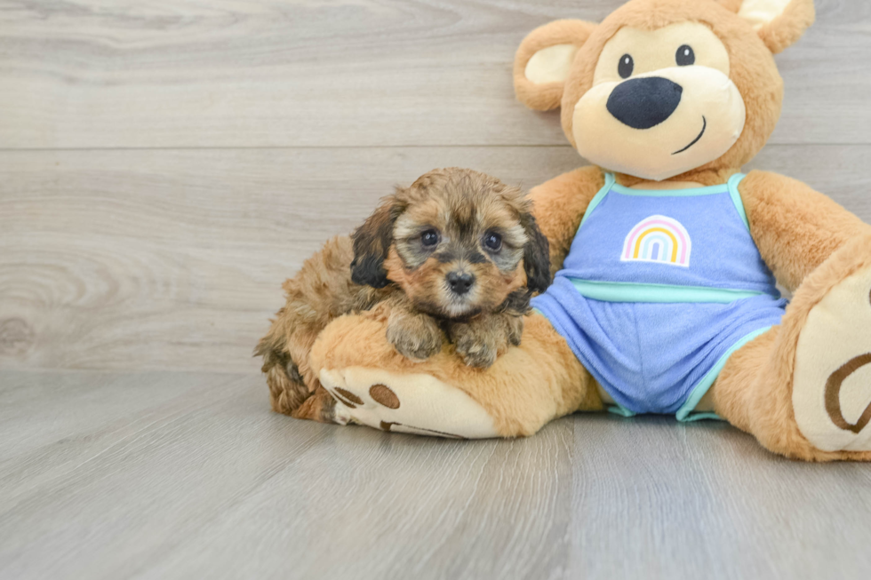 Funny Mini Bernedoodle Poodle Mix Pup