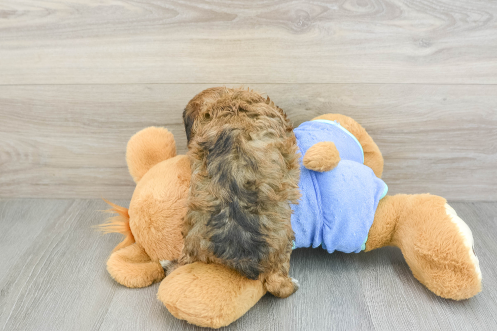 Petite Mini Bernedoodle Poodle Mix Pup