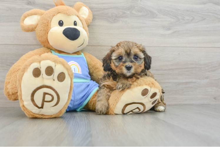 Meet Eureka - our Mini Bernedoodle Puppy Photo 1/3 - Puppy Love PR Mini Bernedoodle Pup Being Cute