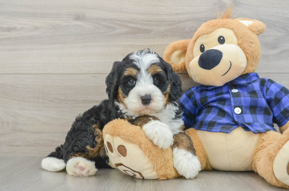 6 week old Mini Bernedoodle Puppy For Sale - Puppy Love PR