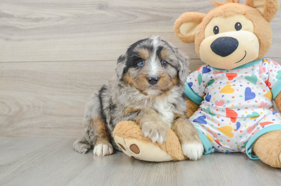 5 week old Mini Bernedoodle Puppy For Sale - Puppy Love PR