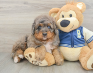 5 week old Mini Bernedoodle Puppy For Sale - Puppy Love PR