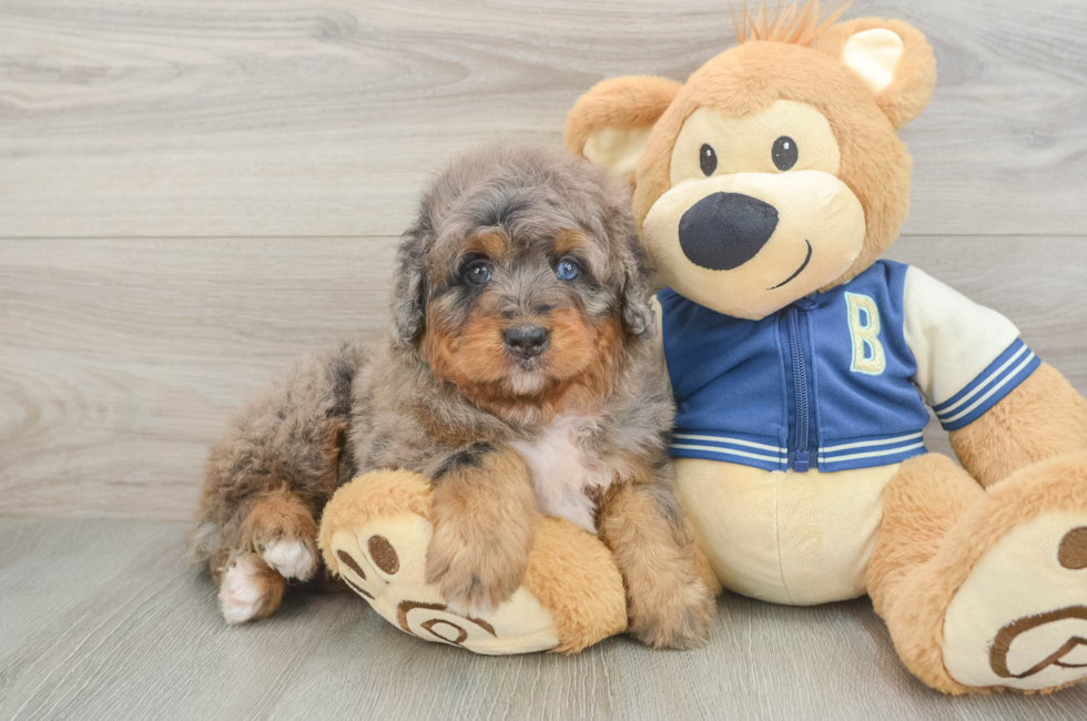 5 week old Mini Bernedoodle Puppy For Sale - Puppy Love PR