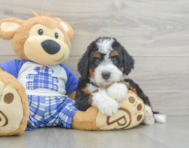 5 week old Mini Bernedoodle Puppy For Sale - Puppy Love PR