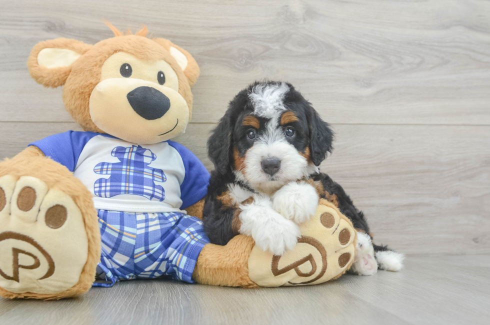 5 week old Mini Bernedoodle Puppy For Sale - Puppy Love PR